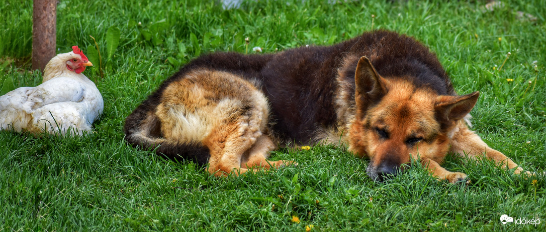 Hűvösben pihengetős szép vasárnapot kívánunk!