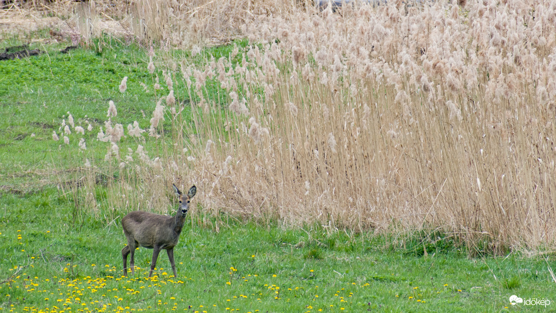 Előbújt az esőben