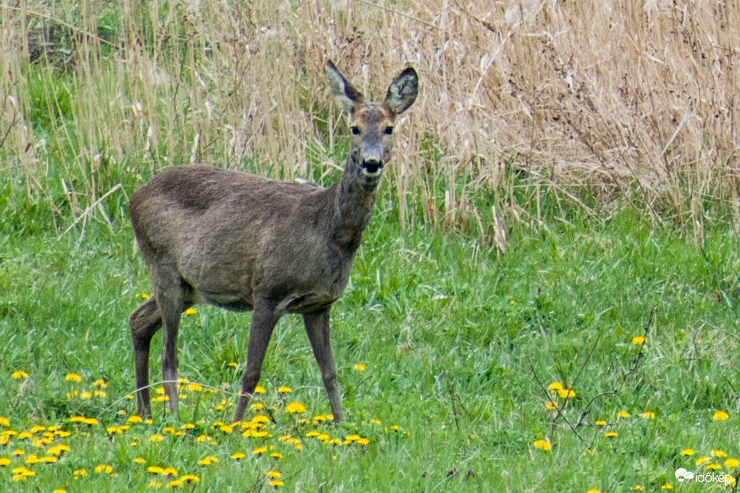 Egy mosoly az esőben :)