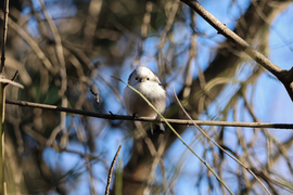 Őszapóval szemtől szemben