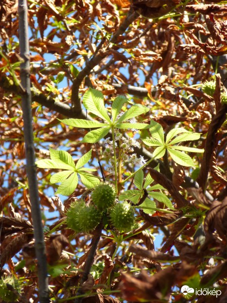 Virágzik a gesztenye, miközben már érett gesztenyéi vannak.