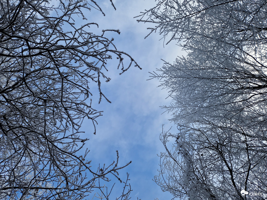 Gyémánt erdő a Normafánál