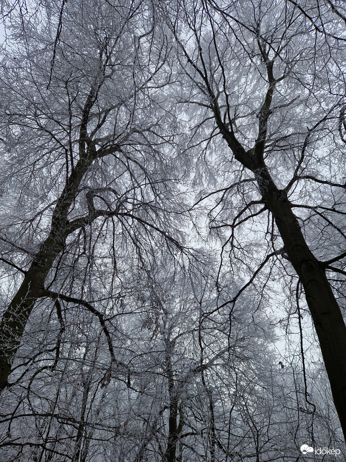 Gyémánt erdő a Normafánál