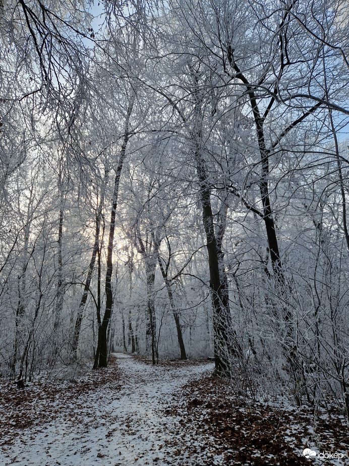 Gyémánt erdő a Normafánál