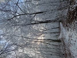 Gyémánt erdő a Normafánál