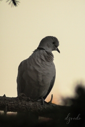 Kócos