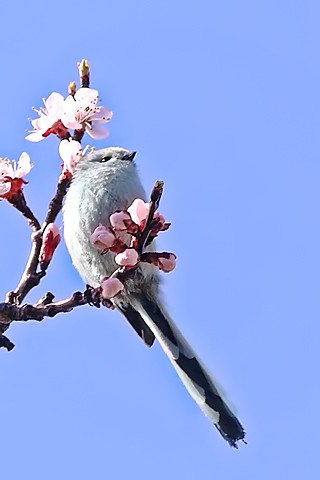 Ősz(apó) a tavaszban