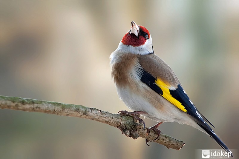 Hol van már a tavasz...