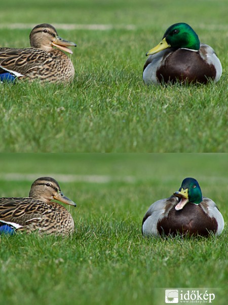 Igen - igen, itt a tavasz