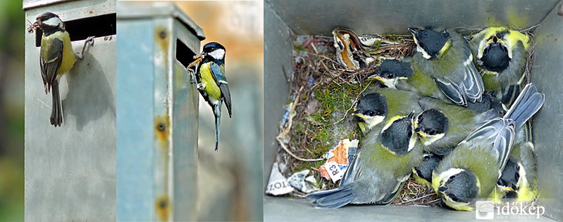 Mit hozott a postás?