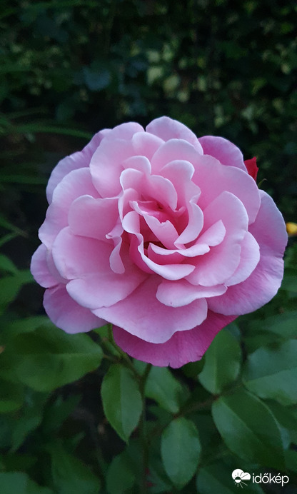 Boldog Nőnapot kívanok! Áldás rád, hála érted!