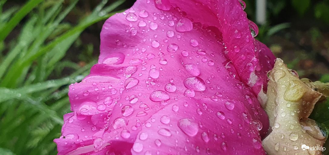 Értékes esszenciális cseppek, finom rózsa ízű! ❤