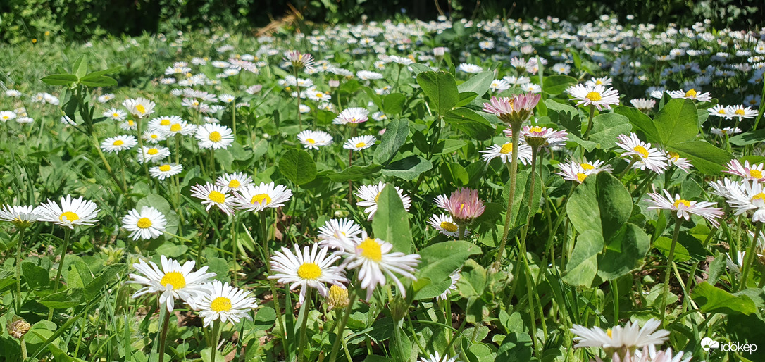 Virág világ ❤️