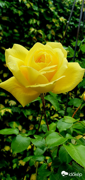Szép sárga rózsa! ❤️
