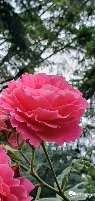 Rózsa nap! Szépen nyílnak sok helyen! ❤️