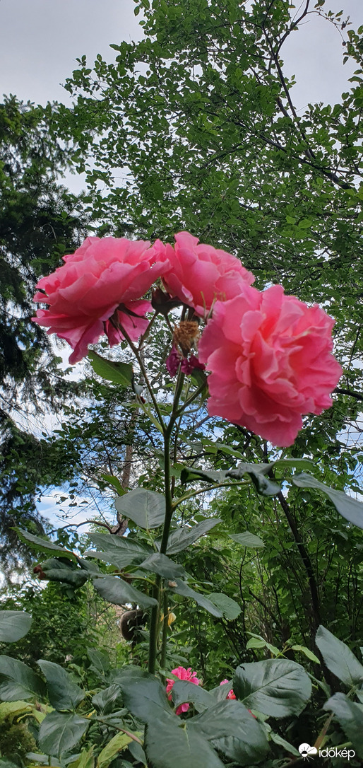 Olyan szépek! ❤️