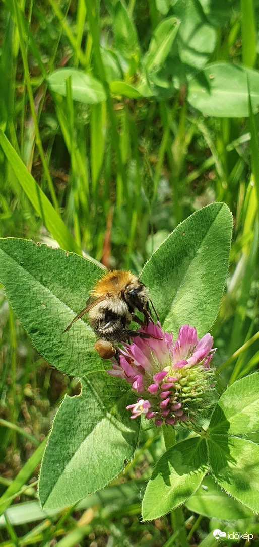 Dézsmáló dongó!❤️