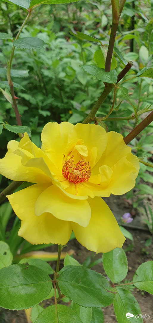 Rózsa 'Sun Flare'❤️