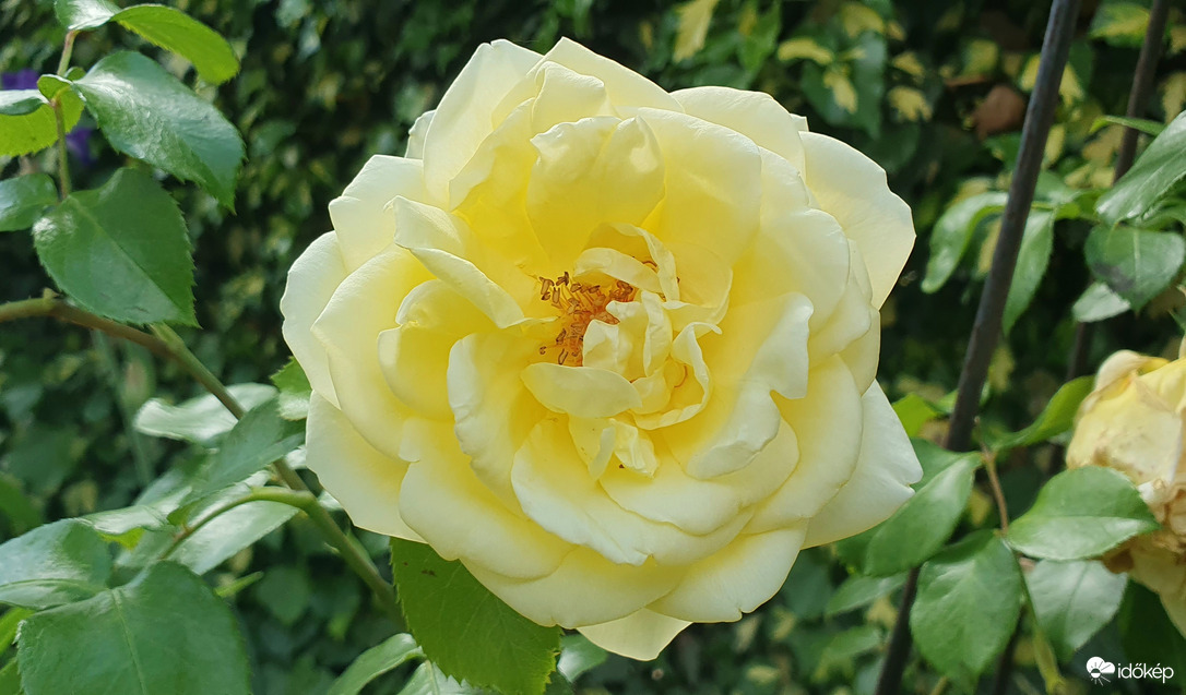 Csodálatos Sárga rózsa ❤️