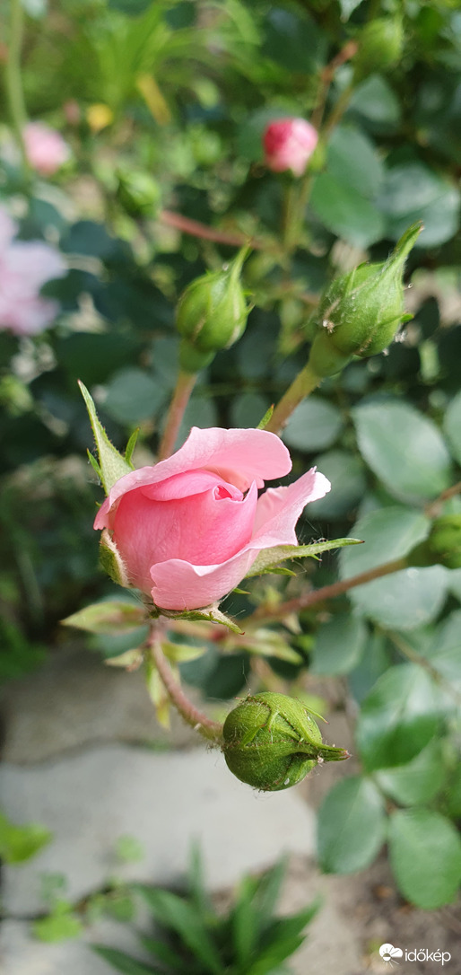 Már most szép ❤️