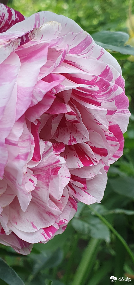 Henri Matisse rózsa