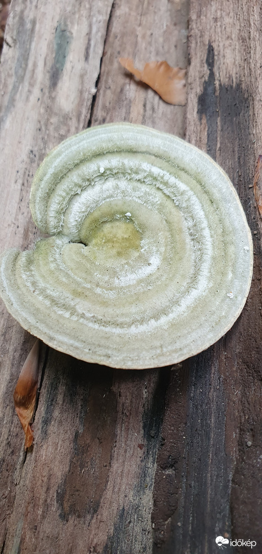 Gombaismereti túra Bakonycsernye