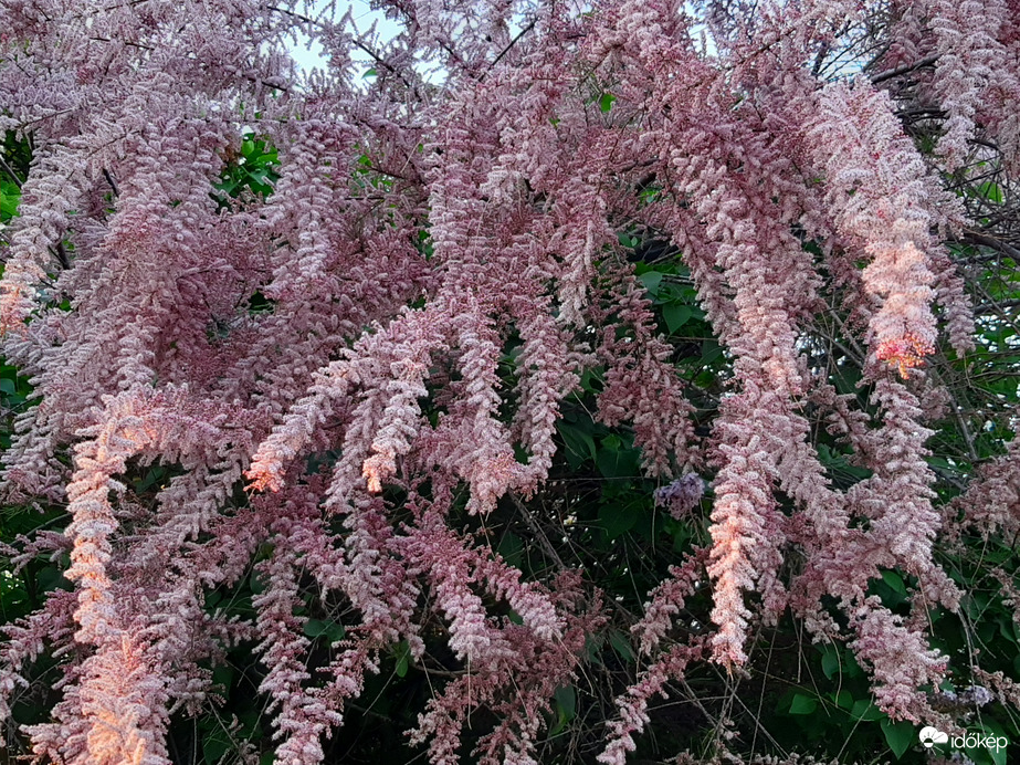 Tamariska
