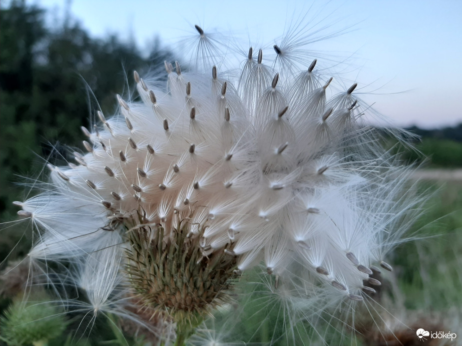 Őszi szélre várva