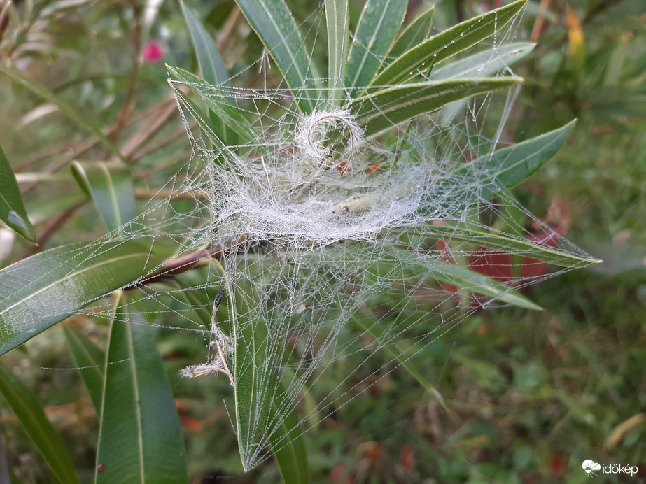 Művészi alkotás tollboával ékítve