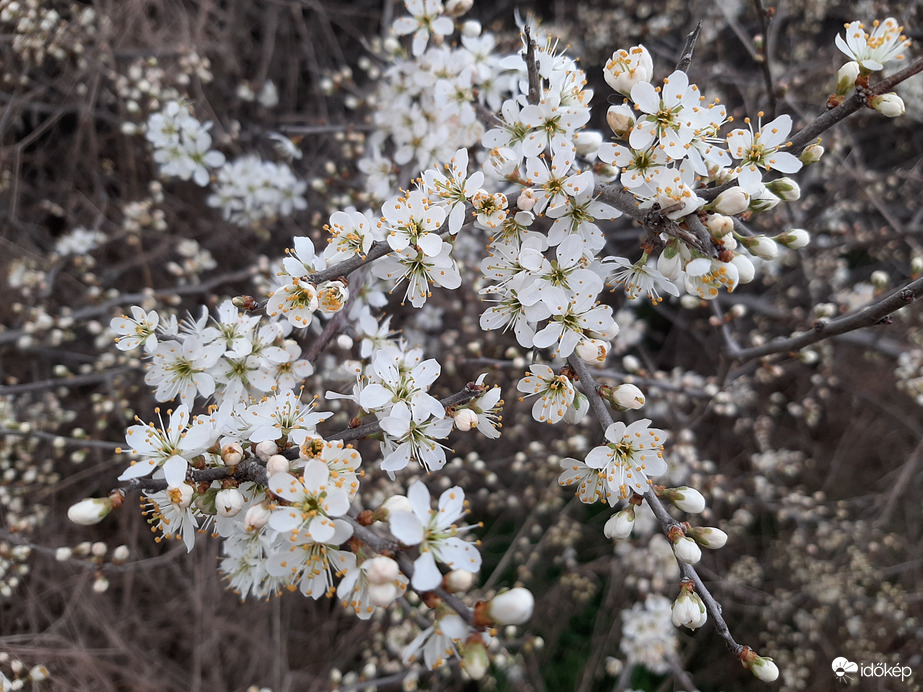 Virágzik a kökény