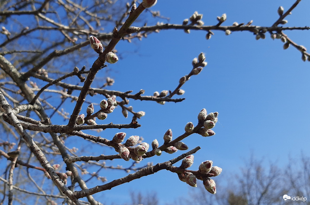 Mandula a rajtvonalon