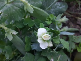 Borsó virága és termése novemberben