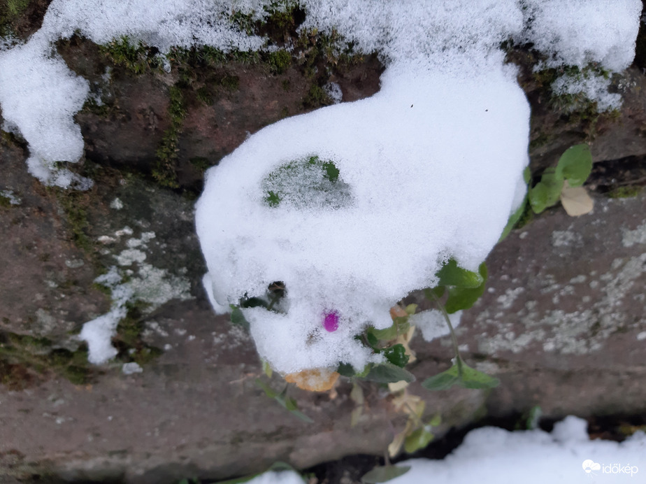 Ibolya a hó fogságában