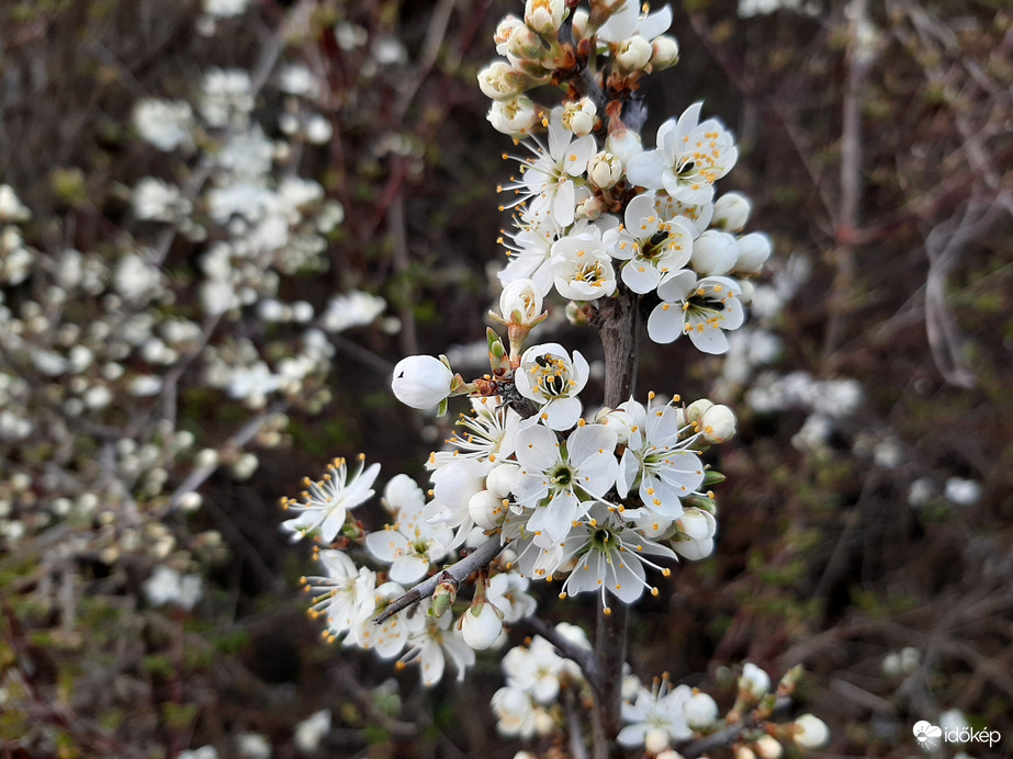 Virágzik a kökény