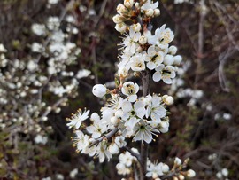 Virágzik a kökény