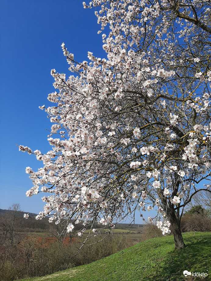 Zsong- bong a tavasz