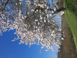 Zsong- bong a tavasz