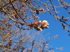 Első virág a mandulafán