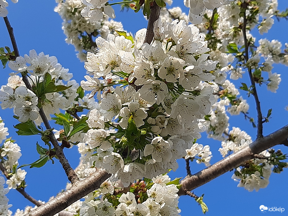 Cseresznyefa szélvihar után