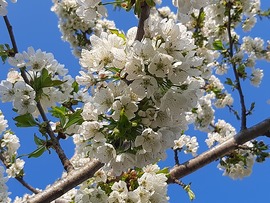 Cseresznyefa szélvihar után