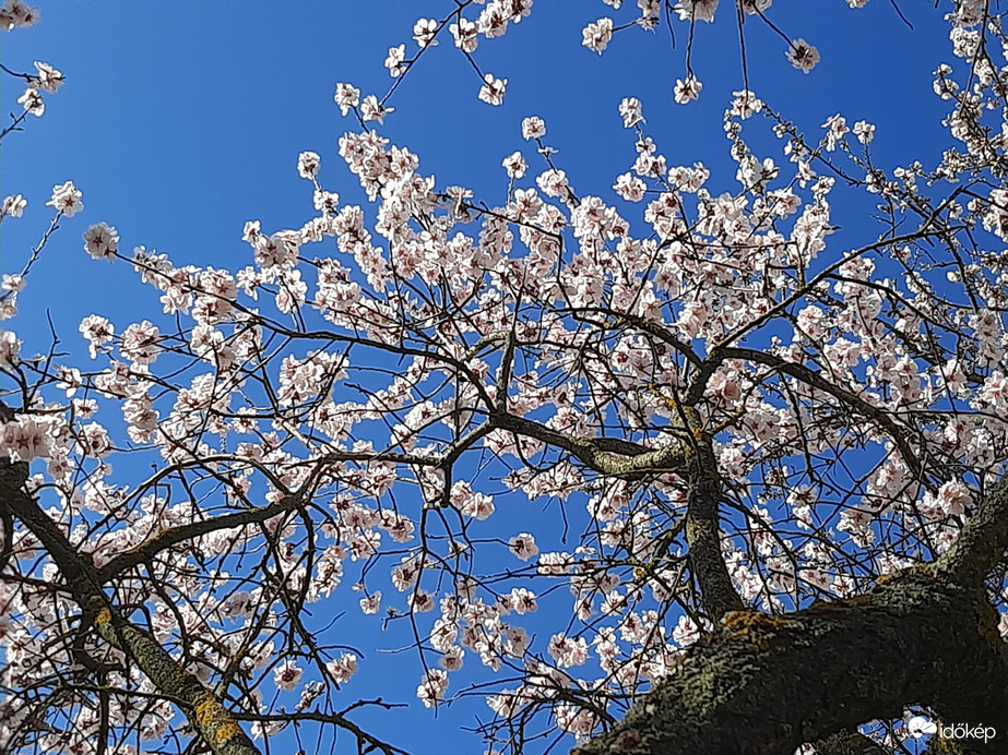 Teljes pompában a mandula