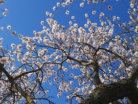 Teljes pompában a mandula