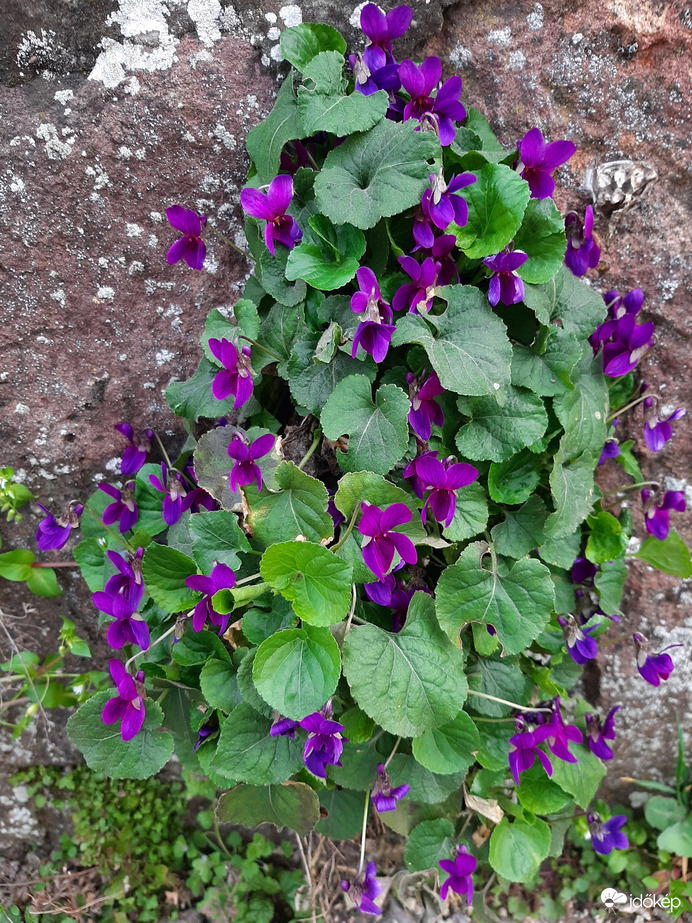 Ibolyabokor kőfalon
