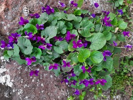 Ibolyabokor kőfalon