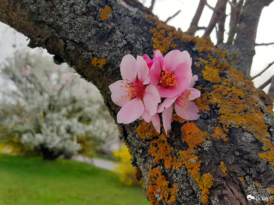 Törzsből kinőtt virágok a mandulán