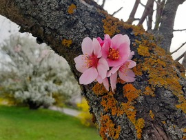 Törzsből kinőtt virágok a mandulán