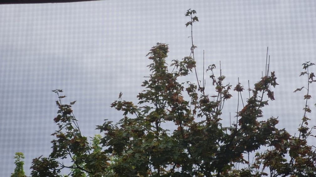 Hódmezővásárhely