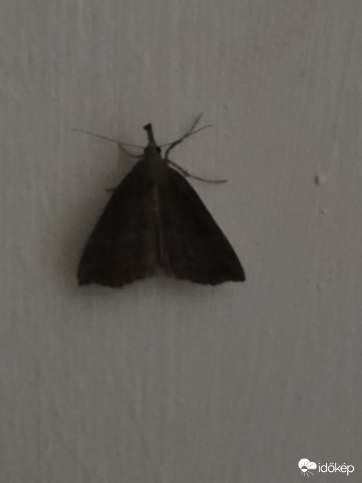 Buják