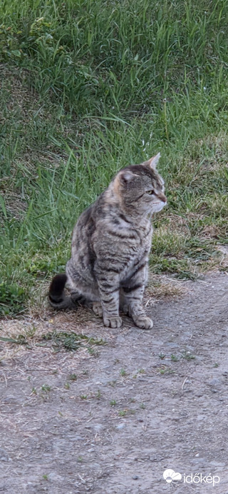 Buják