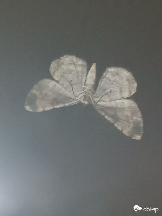 Buják